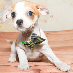 Chug Dogs for adoption in Denver, CO, USA