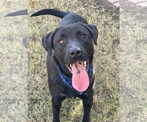 Labrador Retriever Dogs for adoption in Phoenix, AZ, USA