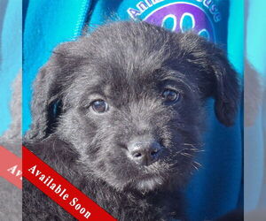 Mutt Dogs for adoption in Huntley, IL, USA