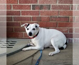 Jack Russell Terrier-Unknown Mix Dogs for adoption in Stafford, VA, USA
