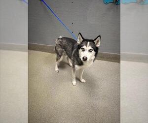 Siberian Husky-Unknown Mix Dogs for adoption in Las Vegas, NV, USA