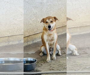 Mutt Dogs for adoption in Dana Point, CA, USA