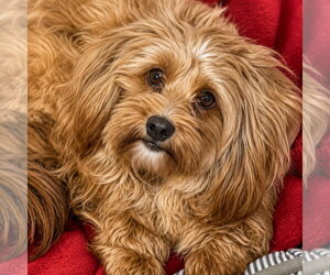 Cocker Spaniel-Unknown Mix Dogs for adoption in Canton, CT, USA