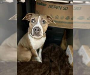 American Pit Bull Terrier Dogs for adoption in Louisville, KY, USA