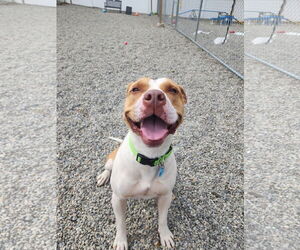 Mutt Dogs for adoption in Rockaway, NJ, USA