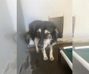 Border Collie-Unknown Mix Dogs for adoption in San Andreas, CA, USA