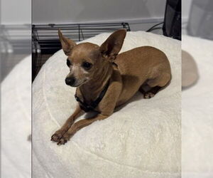 Chihuahua Dogs for adoption in Ocala, FL, USA