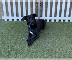 Labrador Retriever Dogs for adoption in Modesto, CA, USA