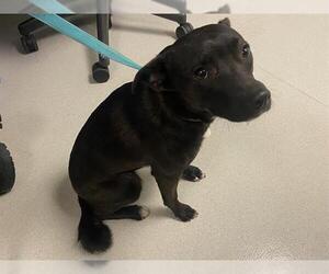 Borador Dogs for adoption in Corona, CA, USA