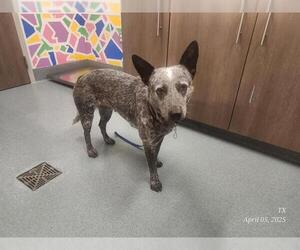 Mutt Dogs for adoption in Baytown, TX, USA