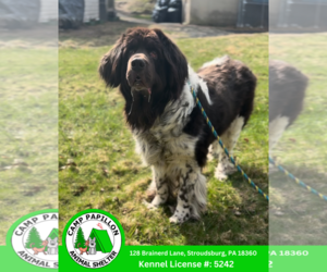 Mutt Dogs for adoption in Stroudsburg, PA, USA