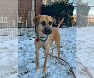 Puggle Dogs for adoption in Boston, MA, USA