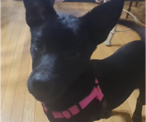 German Shepherd Dog-Unknown Mix Dogs for adoption in Plainfield, IL, USA
