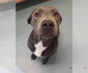 Bulldog-Weimaraner Mix Dogs for adoption in London, Ontario, Canada