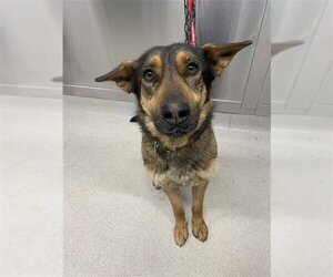 German Shepherd Dog-Unknown Mix Dogs for adoption in Fairbanks, AK, USA