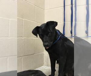 Labrador Retriever Dogs for adoption in Conroe, TX, USA