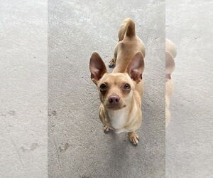 Chihuahua-Unknown Mix Dogs for adoption in La Verne, CA, USA