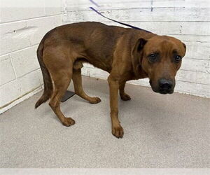 Labrador Retriever-Unknown Mix Dogs for adoption in San Bernardino, CA, USA
