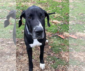Great Dane Dogs for adoption in Osgood, IN, USA