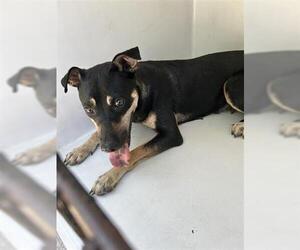 Miniature Pinscher-Unknown Mix Dogs for adoption in Houston, TX, USA
