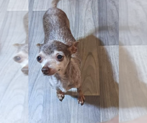 Chihuahua-Unknown Mix Dogs for adoption in Cranston, RI, USA