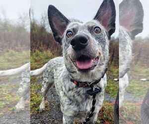 Mutt Dogs for adoption in Garden City, NY, USA