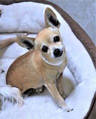 Medium Photo #1 Chihuahua Puppy For Sale in San Jacinto, CA, USA