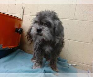 Shih Tzu-Unknown Mix Dogs for adoption in Downey, CA, USA