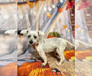 Maltese Dogs for adoption in Lawrenceville, NJ, USA