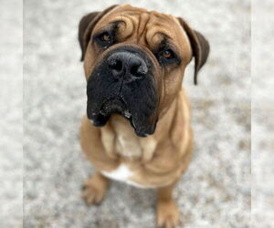 Mastiff-Unknown Mix Dogs for adoption in Jefferson, WI, USA