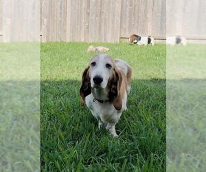 Medium Photo #1 Basset Hound Puppy For Sale in Houston, TX, USA