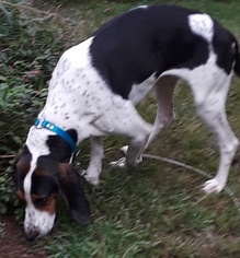 Treeing Walker Coonhound-Unknown Mix Dogs for adoption in Pipestem, WV, USA
