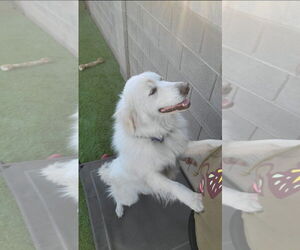 Great Pyrenees Dogs for adoption in Goodyear, AZ, USA