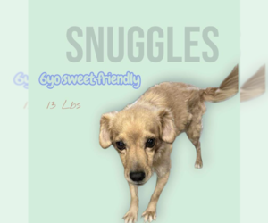 Chihuahua-Unknown Mix Dogs for adoption in Cranston, RI, USA