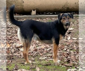 Australian Kelpie-Australian Shepherd Mix Dogs for adoption in Lake Elsinore, CA, USA