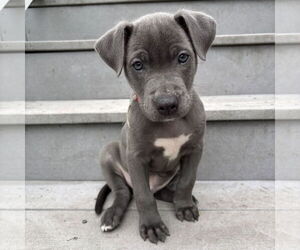 American Pit Bull Terrier-Unknown Mix Dogs for adoption in Fargo, ND, USA