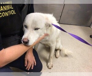 Pyrenees Husky Dogs for adoption in Riverside, CA, USA