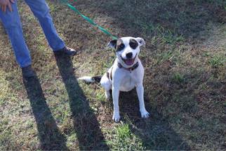 Mutt Dogs for adoption in New Albany, MS, USA