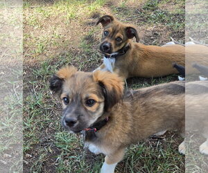 Australian Shepherd-Unknown Mix Dogs for adoption in Sandy, UT, USA