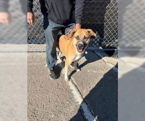 Boxer Dogs for adoption in Stockton, CA, USA