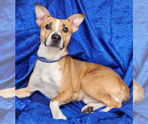 Bullboxer Pit Dogs for adoption in Cuba, NY, USA