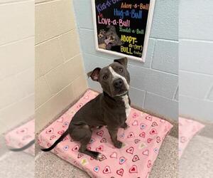 Mutt Dogs for adoption in Brighton, CO, USA