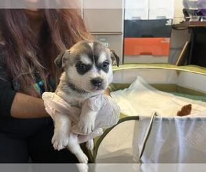 Mutt Dogs for adoption in Raleigh, NC, USA