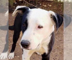Border Collie Dogs for adoption in Albuquerque, NM, USA