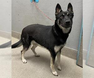 Siberian Husky-Unknown Mix Dogs for adoption in Las Vegas, NV, USA