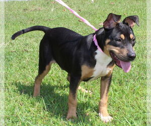 Mutt Dogs for adoption in Prattville, AL, USA