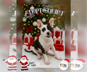 American Bulldog Dogs for adoption in Menifee, CA, USA