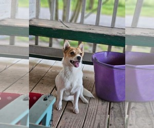 Chihuahua-Unknown Mix Dogs for adoption in Wakefield, RI, USA