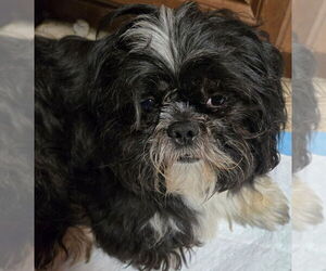 Medium Photo #1 Shih Tzu Puppy For Sale in San Antonio, TX, USA