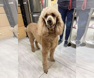 Poodle (Standard) Dogs for adoption in Benton, LA, USA